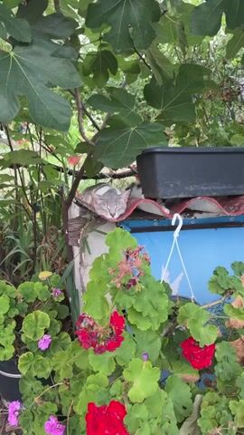 The video shows a close-up view of a cat sleeping on a red curved surface, possibly a piece of roofing tile. The cat is gray and white with stripes. It is nestled amongst lush green foliage and some red and pink flowers in the foreground. The background is slightly blurred, showing more green leaves and a black pot. The lighting suggests it is daytime, possibly outdoors in a garden setting. The cat appears to be in a deep sleep, undisturbed by its surroundings.