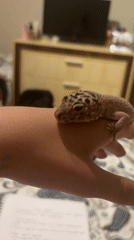 Leopard gecko handled in calm indoor session