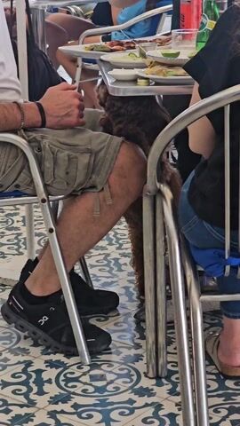The scene is an outdoor patio restaurant with a person in khaki shorts and black sneakers seated in a metal chair at a table where food and drinks are placed. The chair is situated on a blue and white tiled floor. A brown, small poodle-like dog wearing a pink harness is standing beneath the table next to the person's legs. Other people are at the table as well.