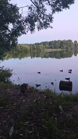 The video shows a tranquil lake scene at dusk. The foreground features a dirt and grassy bank with fallen leaves. A duck is visible foraging on the bank. The lake itself is calm, reflecting the sky and the tree-lined horizon. Several ducks are swimming in the water. A fallen log is partially submerged near the bank. The overall atmosphere is peaceful and natural.