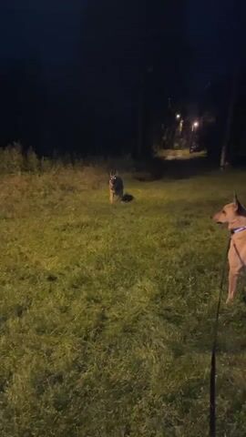In this short video, a German Shepherd dog is playing with a yellow ring toy in a grassy area at night. The dog appears excited and engaged, with its eyes reflecting the light as it carries the toy. The background is dark, suggesting it's nighttime, and a few distant lights are visible, possibly streetlights or lights from nearby buildings. The grass is green and appears somewhat damp, hinting at recent rain or dew. The overall atmosphere is playful and energetic, centered around the dog's activity. The video seems to be filmed outdoors, likely in a park or a backyard, given the presence of grass and the natural darkness. There are no visible people or text in the frame. The setting is consistent with an outdoor recreational space in Nizhny Tagil, Russia, during evening hours.