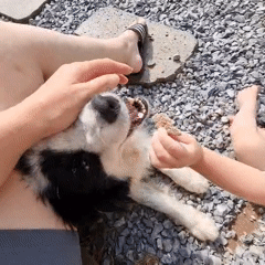 Family time with border collie in Dunnae-myeon countryside