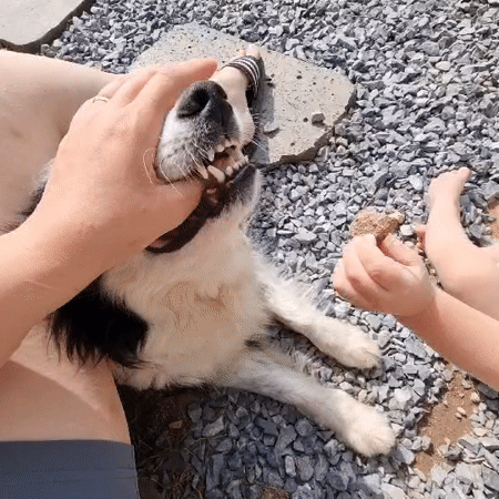 Family time with border collie in Dunnae-myeon countryside