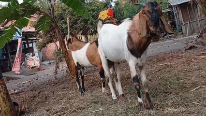Rural village life in Miritpetikusan: livestock, crops, and quiet roads