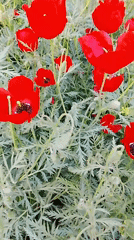 Red poppies bloom in Uzbekistan garden with purple iris