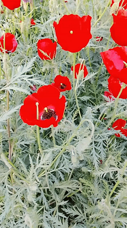 Red poppies bloom in Uzbekistan garden with purple iris