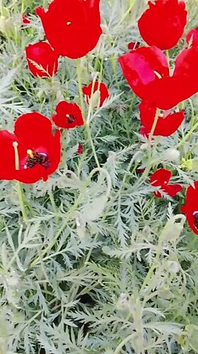 Red poppies bloom in Uzbekistan garden with purple iris