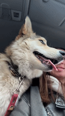Woman and husky share playful tongue-out moment in car