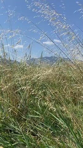 The video shows a field of tall grass swaying in the wind. The grass is a mix of green and golden hues, with some stalks reaching high into the frame. In the background, a mountain range is visible under a clear blue sky with a few scattered clouds. The sun appears to be shining brightly, casting a natural light on the scene. The camera appears to be stationary, capturing the movement of the grass and the distant landscape. There are no people or other objects visible in the video. The overall impression is one of a peaceful, natural outdoor setting.