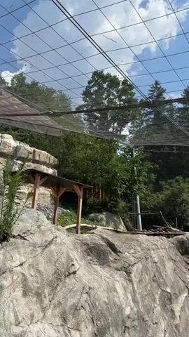 This is a vertical, handheld video recorded during the daytime under a clear blue sky with scattered white clouds. The setting appears to be an aviary or zoo enclosure, possibly for birds of prey. A large, netted roof stretches across the top of the frame, with visible wires and support structures. Below the netting, lush green trees and rocky terrain are prominent.

In the foreground, large grey rocks form the landscape. To the left, a wooden shelter with a slanted roof is partially visible. In the middle ground, there is a man-made rock structure with an opening, resembling a den or nest, where a bird is perched. Further along the path, a few people are visible. One person, wearing a hat and checkered shirt, walks towards the viewer. Behind them, a family with a stroller and a child can be seen walking away.

The video pans to reveal more of the enclosure and the surrounding environment. A lone tree stands on a rocky outcrop, with a bird perched on its branches. Beyond the enclosure, a picturesque landscape unfolds, showing a town nestled in a valley with mountains in the distance. This view, combined with the architecture and the presence of a zoo-like structure, suggests the location is Innsbruck, Austria. The overall mood is peaceful and observational, capturing a glimpse of the wildlife enclosure and the surrounding natural beauty. No text is visible in the video.
