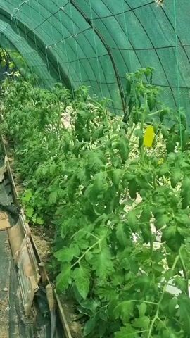 A vertical panning shot reveals a greenhouse filled with rows of lush green tomato plants. The plants are tall and leafy, with some showing small yellow flowers. The greenhouse is covered with a green mesh fabric, providing shade. The ground inside the greenhouse is covered with black fabric, and there are some visible pieces of cardboard and other debris. The camera moves from the left side of the greenhouse to the right, offering a view down a row of plants. The lighting suggests it is daytime, with sunlight filtering through the mesh. There are no people or animals visible in the video.