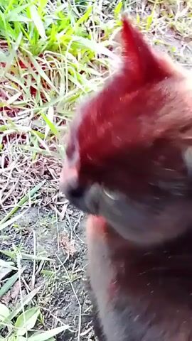 The video features a black cat in an outdoor setting in Khlevnoye, Russia.

Initially, a close-up shot captures the cat's head, partially hidden by green and dry grass. The cat appears to be looking around. The camera then briefly pans down, showing the cat moving through the grassy terrain.

From the 0:02 mark, the black cat is seen sitting calmly on the ground, attentively looking towards the right side of the frame. Its striking light-colored eyes are prominent against its dark fur. The scene is an open area with a mix of green grass, dried vegetation, and patches of earth. In the background, an expansive field extends to the horizon under a bright sky, with faint suggestions of distant trees or structures. Some thin, twig-like elements or wires are visible in the foreground. The lighting suggests either early morning or late afternoon. The cat maintains a calm and observant posture throughout the remainder of the video. No text is visible.