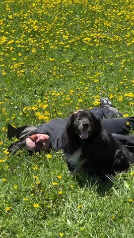 A person wearing black clothing, black shoes and sunglasses is lying flat on their back in a field of yellow dandelions. A floppy-eared black dog with some white fur on its chest is sitting beside the person. The person pats the dog's head.