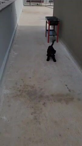 A small, black, fluffy dog walks and plays on a concrete patio. The dog is near a red and black grill. The patio has a light gray wall on the left and a darker gray wall on the right. In the background, there are buildings and a clear sky. The dog moves its head and tail, appearing playful.
