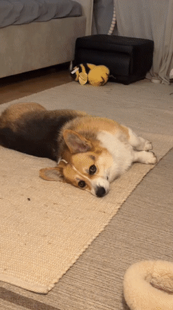 Two corgis roughhousing on a rug indoors