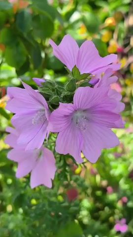 The video showcases a close-up, static shot of a cluster of light purple flowers with darker veins on their petals, set against a soft-focus background of green leaves and hints of other colorful blossoms. The flowers appear to be in bloom, with delicate stamens visible in their centers. The lighting suggests it might be daytime, possibly a sunny day, given the brightness and the soft shadows. The overall scene evokes a sense of natural beauty and tranquility, likely in a garden or a natural setting. There is no visible text in the media file. The location context provided, Ongar, Ireland, places the scene in a suburban or rural environment within Ireland.