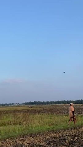 The video shows a person walking in a field under a clear blue sky with some white clouds. The field appears to be fallow, with dry dirt and stubble from a previous crop. In the distance, there are trees, some buildings, and what look like power lines or communication towers. A bird is visible flying in the sky at different points in the video. The person is wearing a light-colored hat and an orange shirt, and they are walking from left to right across the frame. The sun appears to be low in the sky, suggesting it is either early morning or late afternoon. The overall impression is of a peaceful rural landscape.