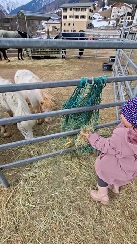 Here is a detailed description of the video:

The video shows a young girl, presumably a child, wearing a pink winter coat and a patterned hat, standing in front of a metal fence. On the other side of the fence, there are two white ponies eating hay. The girl is offering them more hay through the fence. In the background, other horses can be seen in a separate area of the enclosure. The ground is covered in straw. The scene appears to be set in a rural or mountainous area, with buildings and snow-capped mountains visible in the distance. The overall impression is a calm, pleasant moment of interaction between a child and animals.