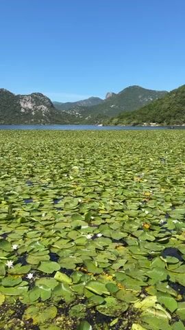 A body of water is densely covered with green lily pads, with scattered small white flowers visible among them. In the background, several mountains with green vegetation and exposed rock faces rise under a clear blue sky. The camera slowly pans horizontally from left to right across the landscape.