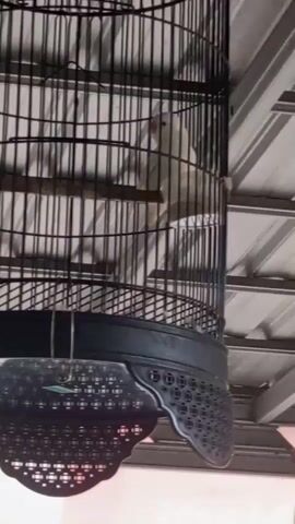 A bird is in a cage. The bird is light colored and appears to be perching on a wooden dowel. The cage is made of black metal bars and has a black decorative base. The background shows what appears to be an industrial or warehouse setting with metal beams. The camera is looking up at the cage.