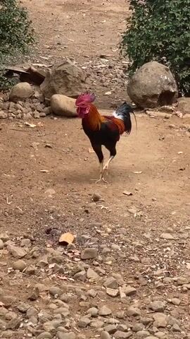 A rooster with a red comb and wattle and iridescent plumage walks across a dirt path littered with small stones and rocks. The rooster pauses to peck at something on the ground. The path is bordered by vegetation and large rocks. A banana tree trunk is visible to the left of the frame. A rusty corrugated metal structure is in the background to the left.