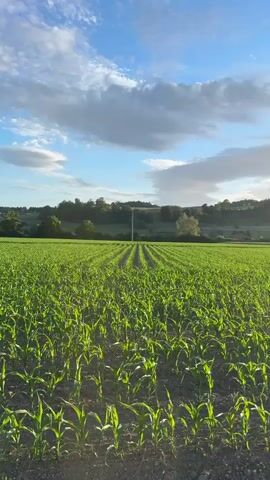 A vertical, low-angle shot captures a young cornfield stretching towards a distant hill. The sky above is a mix of blue and white clouds, with the sun appearing as a bright, slightly hazy orb in the upper right quadrant. The corn stalks, approximately knee-high and a vibrant green, are planted in neat rows that recede into the distance. The ground is dark soil, with some sparse, dry grass along the edge of a paved path on the right side of the frame. A few trees and buildings are visible on the hill in the background, silhouetted against the bright sky. A single utility pole stands prominently in the middle ground, breaking the horizon.