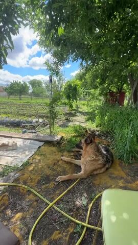 The video shows a German Shepherd dog lying on a yellow tarp in a backyard. A man walks out of a greenhouse in the background. The greenhouse is white and arched. A garden can be seen beyond the dog and the greenhouse. A coffee cup and a can of Hello energy drink are on a table. The sky is blue with some clouds.