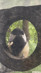 Moscow birdwatcher documents rainy morning wildlife activity