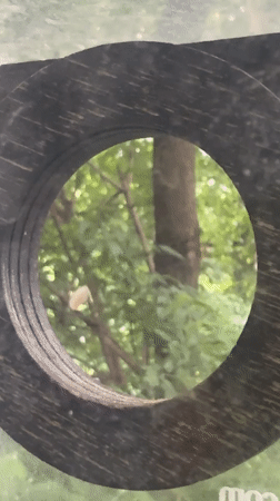 Moscow birdwatcher documents rainy morning wildlife activity