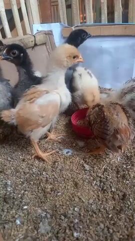 The video shows a group of approximately seven small chicks gathered around a red food bowl on a surface of gravel and dirt. Some chicks are light brown and white, while others are dark gray or black. The chicks are pecking at the food in the bowl. In the background, there is a wooden fence-like structure and a white barrier. The lighting appears to be natural daylight.