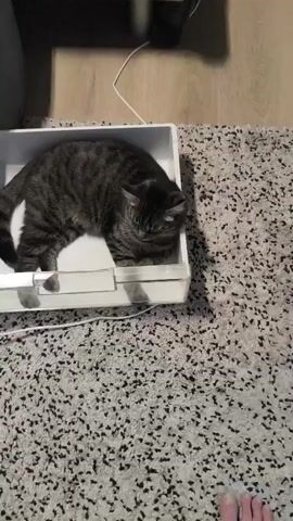 A tabby cat is lying in a white plastic container with clear plastic sides. The container appears to be a litter box. The cat is facing the right side of the frame, with its head slightly down and its eyes open. The cat's tail is curled up behind it. The container is on a speckled gray carpet. A person's hand, wearing a silver bracelet, enters the frame from the bottom left and reaches towards the cat. The hand is positioned near the clear plastic side of the container, and a finger is extended. The background shows a wooden floor and a white cord plugged into a white electrical outlet.