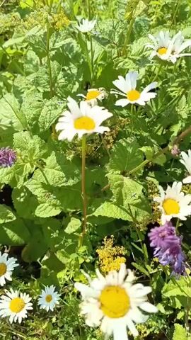 The video shows a close-up of a field of wildflowers on a sunny day. Daisies with white petals and yellow centers are visible, along with tall purple flowers and some yellow flowers. The greenery is lush and vibrant, and the overall impression is one of a wild, natural setting. The camera pans slowly across the flowers, allowing the viewer to appreciate the variety and beauty of the blooms.