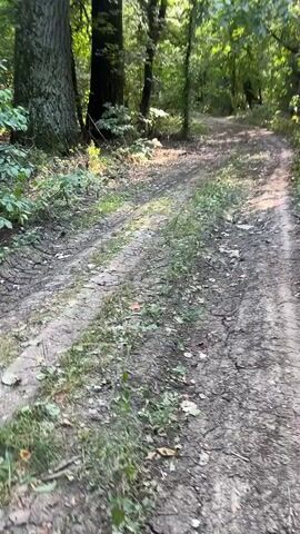A dirt path winds through a forest with large trees. The sun is visible through the leaves of the trees. There are green plants and foliage on the sides of the path. The camera pans up to show the tall trees.