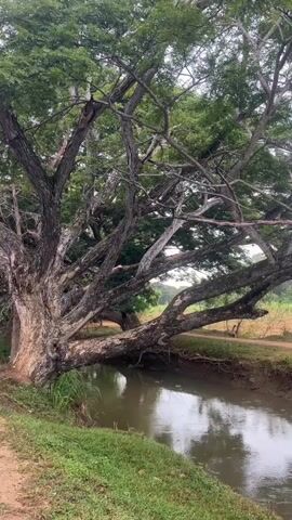A slow pan shot of a large, old tree with thick, gnarled branches arching over a narrow, slow-moving body of water, likely a canal or stream. The water reflects the overcast sky and the green foliage of the tree. The ground beside the water is covered in grass and a dirt path. The tree is the dominant feature, with its massive trunk and intricate network of branches filling the frame. The scene appears to be in a rural or natural setting.