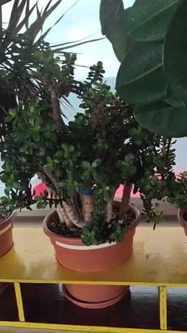 A video shows a close-up of a jade plant in a brown pot. The plant has thick, woody stems and numerous small, oval, green leaves. The pot is sitting on a yellow surface, which appears to be a shelf or railing. Behind the jade plant, there is another plant with long, spiky, dark green leaves. The background is blurry but suggests an outdoor environment with some light coming through. The video is shaky and appears to have been filmed by hand.