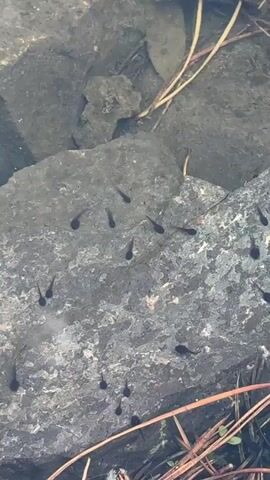 The video shows a group of tadpoles swimming in shallow water near a rock. The tadpoles are small and dark, and they are moving around the rock. There are some twigs and plant debris also visible in the water.
