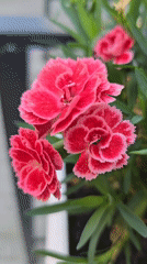 A Ukrainian garden in full bloom, shot up close
