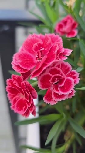 A Ukrainian garden in full bloom, shot up close