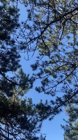 This is a vertical, medium-angle, outdoor shot from a low perspective looking up through the branches of pine trees against a clear blue sky. The branches are silhouetted and fill most of the frame, with sunlight filtering through gaps. The camera is stationary.