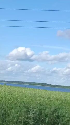 The video captures a scenic view of a rural landscape in Belarus. The foreground is dominated by a lush, green field of crops, likely wheat or barley, swaying gently in the breeze. Beyond the field, a calm blue body of water, possibly a lake or river, stretches across the horizon, bordered by a line of trees. The sky is a vibrant blue, dotted with fluffy white cumulus clouds, suggesting a bright, partly cloudy day. The time appears to be daytime, likely late morning or early afternoon, given the clear visibility and the quality of light.

There are no people visible in the frame, and the objects present are natural elements of the landscape. The setting is distinctly rural, characterized by open fields, water, and trees, typical of the Belarusian countryside. The overall mood conveyed is one of peace and tranquility, highlighting the natural beauty of the location. The presence of power lines running horizontally across the upper portion of the frame serves as a subtle reminder of human presence without detracting from the natural scene. No text is visible in the video.