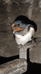 Barn swallows and barn calves in rural Karsha, Russia