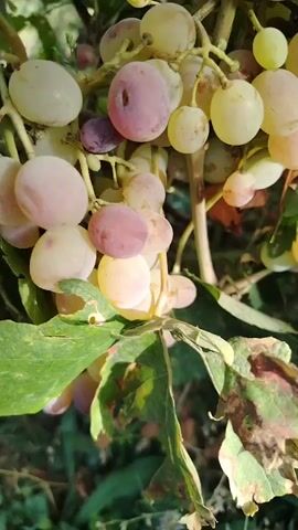 This is a close-up, handheld video of a grape vine in Navobad, Tajikistan. The video focuses on bunches of unripe grapes, which vary in color from pale green and yellow to pink and light purple. Some of the grape leaves are healthy and green, while others show signs of damage or disease, with brown and dried edges. The vine appears to be growing outdoors, with other vegetation and foliage visible in the background. The lighting suggests it is daytime, likely a sunny day, as evidenced by the bright illumination and some harsh shadows. The overall impression is of a natural, rural setting, possibly a vineyard or garden. There is no visible text in the video. The camera movement is slightly shaky, suggesting it was filmed by someone walking or moving around the vine. No people or animals are visible, and the focus is solely on the grape vine and its fruit.