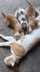 Cat nurses four kittens on concrete in rural Indonesia