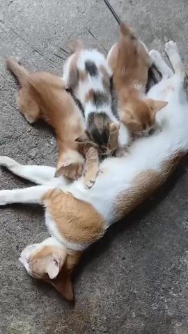 A mother cat lies on its side on a rough, gray surface, possibly concrete, with its belly exposed. Four kittens are clustered around its teats, actively nursing. Two kittens are a solid light brown/orange color. One kitten is calico, with patches of white, brown, and black. Another kitten is also light brown/orange, with its head partially obscured. The mother cat's fur is predominantly white with large patches of orange and some brown markings. Her eyes are closed, and she appears calm, lying still while the kittens feed. The background is out of focus but appears to be a continuation of the rough ground.