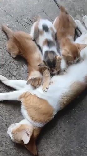 Cat nurses four kittens on concrete in rural Indonesia