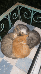 Four kittens napping together on a checkered cushion in Bulgaria