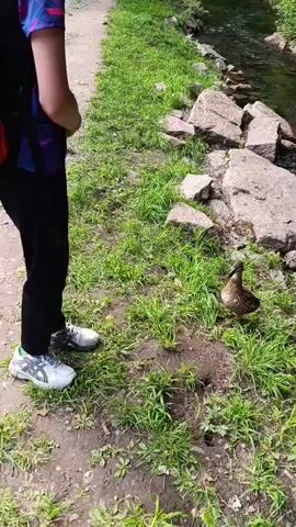 This media file captures a brief moment in a natural setting, likely a park or wooded area, next to a flowing stream. The primary subjects are a young person and a duck with its ducklings.

The young person, wearing a colorful t-shirt, black pants, a backpack, and a baseball cap, is standing on a path composed of dirt and gravel. They are looking down at their phone, which they are holding in their hands. Their posture suggests a casual, engaged stance.

On the grassy bank beside the path, a mother duck is present with a few of her ducklings gathered around her. The ducklings are small and brown, typical of mallard ducklings. The mother duck appears alert, observing the surroundings.

The environment is lush with green grass and foliage, indicative of a warm season, possibly spring or summer. Large rocks are scattered near the stream, and the water itself is clear and appears to be flowing gently over a rocky bed. The background shows trees and further vegetation, suggesting a wooded area. The lighting implies it is daytime, and the weather seems pleasant for outdoor activity.

The activity taking place is observation and potentially interaction. The young person is focused on their phone, while the ducks are in their natural habitat, with the mother keeping a watchful eye. There are no visible text elements in the media file. The overall mood seems peaceful and serene, capturing a common scene of wildlife observation in a park-like environment. The location context provided is Sdt Shcherbakovka, Russia.