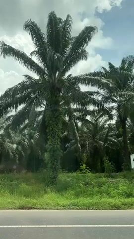A video taken from a vehicle shows a road with a palm tree plantation on the right. The sky is cloudy with patches of blue sky. The palm trees are tall and green with full fronds. The road is paved with a white line marking the lane. In the foreground, there is a blur of green grass and vegetation. A truck passes by on the right side of the frame. The video appears to be taken in a tropical or subtropical region.