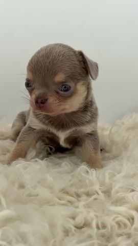 This is a close-up, vertical video of a very young, fluffy Chihuahua puppy. The puppy is a dilute fawn color with lighter tan markings on its face and chest. It has large, dark blue eyes that appear sleepy and slightly crossed. The puppy's ears are small and floppy. It is sitting on a thick, cream-colored, fluffy rug or blanket. The background is a plain white wall, suggesting an indoor setting. The lighting is soft and diffused, with no harsh shadows, indicating it could be daytime or a well-lit indoor space. The puppy's expression is one of extreme youth and perhaps slight confusion or drowsiness, typical of a newborn animal. There are no people or other animals visible. No text is present in the video. The location context provided is Valle Lomellina, Italy, but there are no visual cues in the video itself that would confirm this specific location. The video captures a brief moment of the puppy's stillness and its sleepy demeanor.