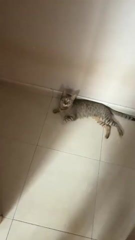 A tabby cat lies on a tiled floor next to a wall, its body stretched out. A hand enters the frame from the top right and appears to reach towards the cat. The cat then moves rapidly out of frame to the right, becoming blurred.